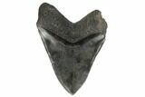 Fossil Megalodon Tooth - South Carolina #170325-2